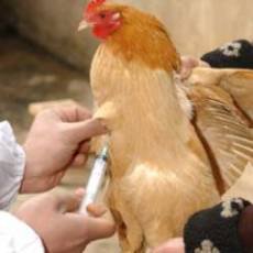 تزریق 50میلیون دز واکسن آنفلوانزای مرغی در 12استان