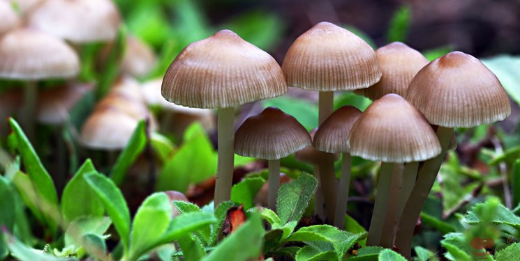 قارچ‌ها جایگزین قرص‌های ضد افسردگی می‌شوند