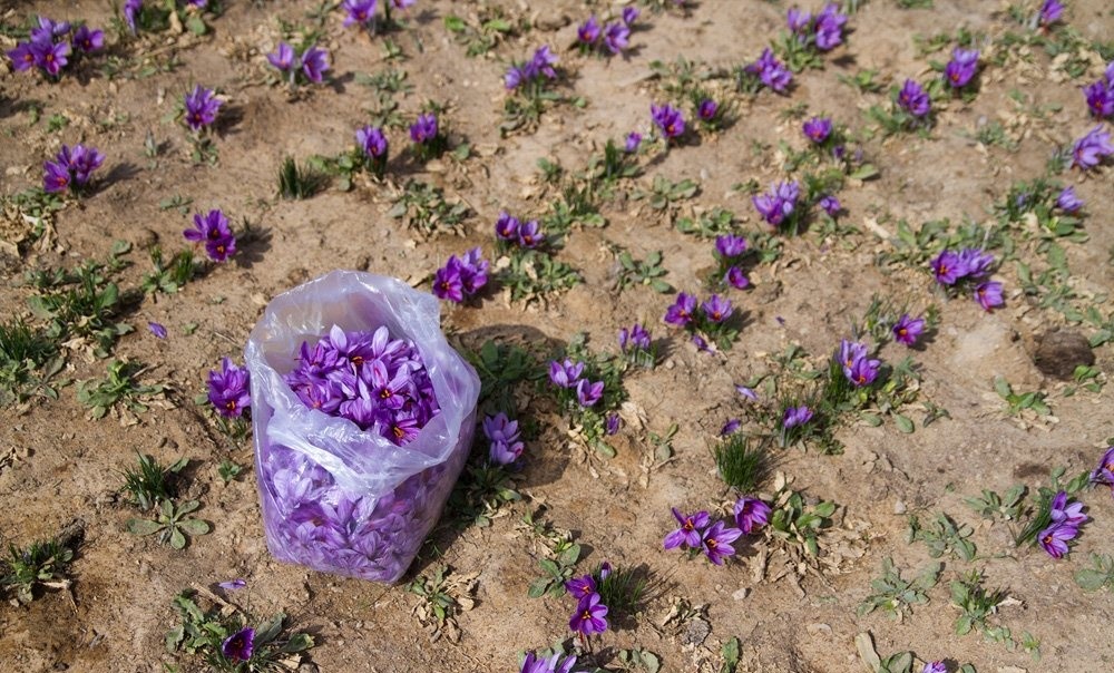 افزایش کاذب قیمت هر کیلوگرم زعفران به ۶میلیون و ۳۰۰ هزار تومان / قیمت جهانی ۱۰۰۰ تا ۱۲۰۰دلار