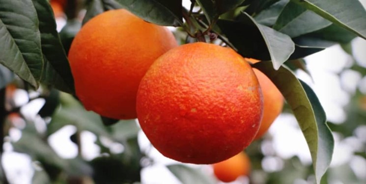 قیمت خرید پرتقال ۱۰هزار و ۵۰۰تومان اعلام شد