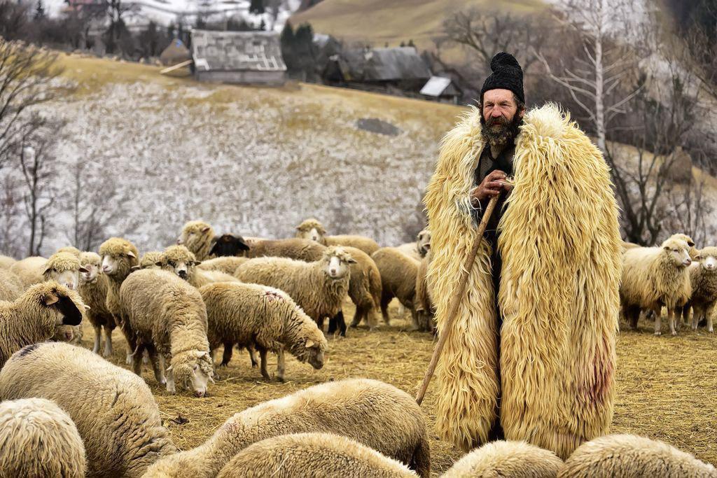 چوپانی در کنار گوسفندانش عکس روز نشنال جئوگرافیک