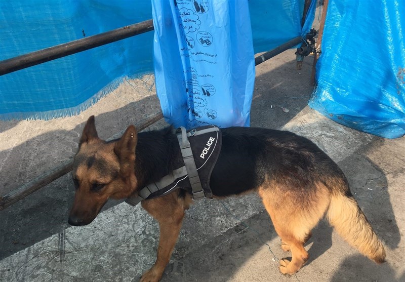 سگ زنده‌یاب پلیس به خاطر شدت حرارت زیر آوار دچار سوختگی شد +عکس
