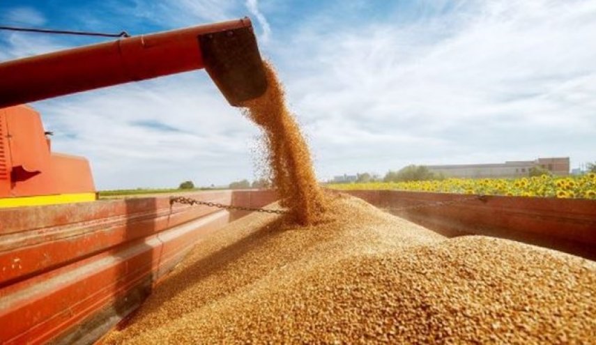 قیمت جهانی گندم افزایش ۴۲ تا ۷۶ درصدی داشته است