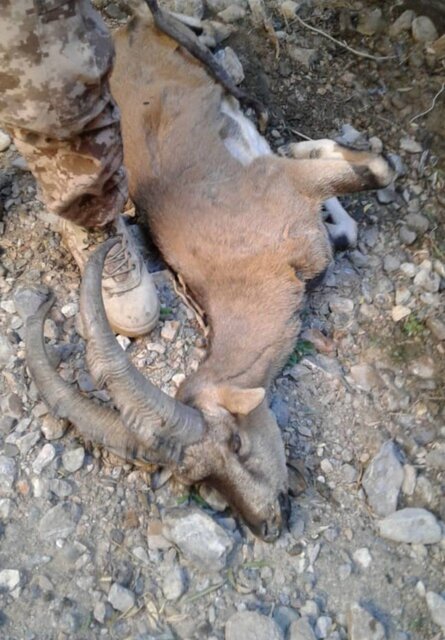 طاعون؛ علت مرگ تعدادی از حیوانات پارک ملی اسفراین