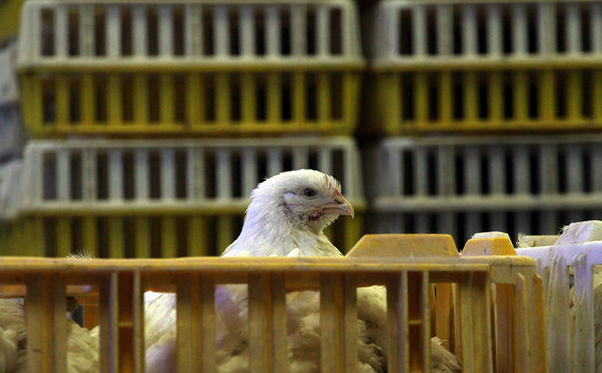 ازسرگیری صادرات مرغ با پرکشیدن آنفلوآنزای مرغی