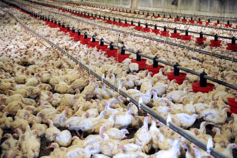 رفع موانع عضویت فعالان صنعت طیور در اتحادیه‌های تعاونی مرغداران گوشتی