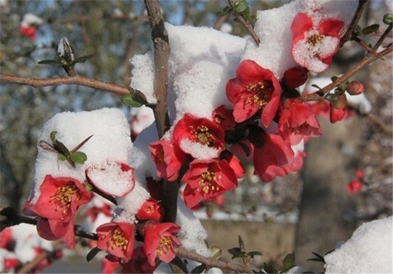 
چند توصیه به کشاورزان و باغداران برای مقابله با سرمازدگی بهاره