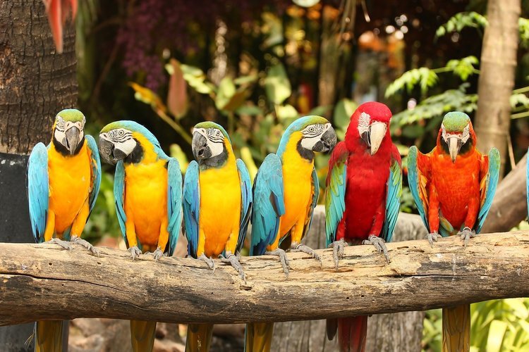 تست بینایی؛ دقیق ترین افراد در ۷ ثانیه پرنده متفاوت را می بینند!