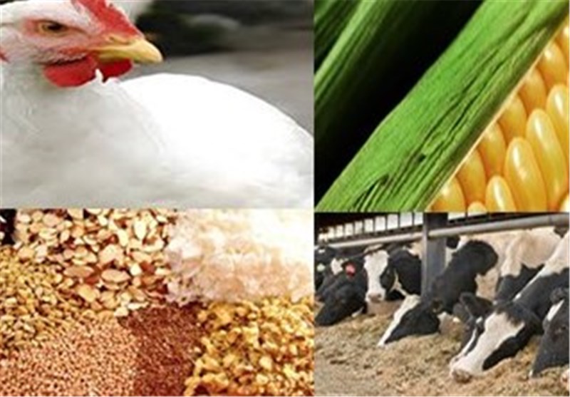 استاندارد کردن وزن مرغ برای تولید و کاهش واردات خوراک طیور