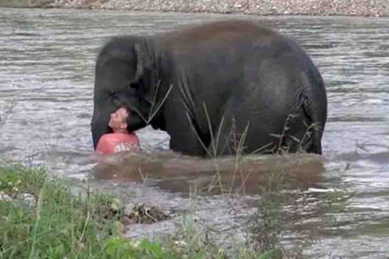 لحظه معجزه آسای نجات یک مرد از وسط سیل توسط  فیل! + فیلم