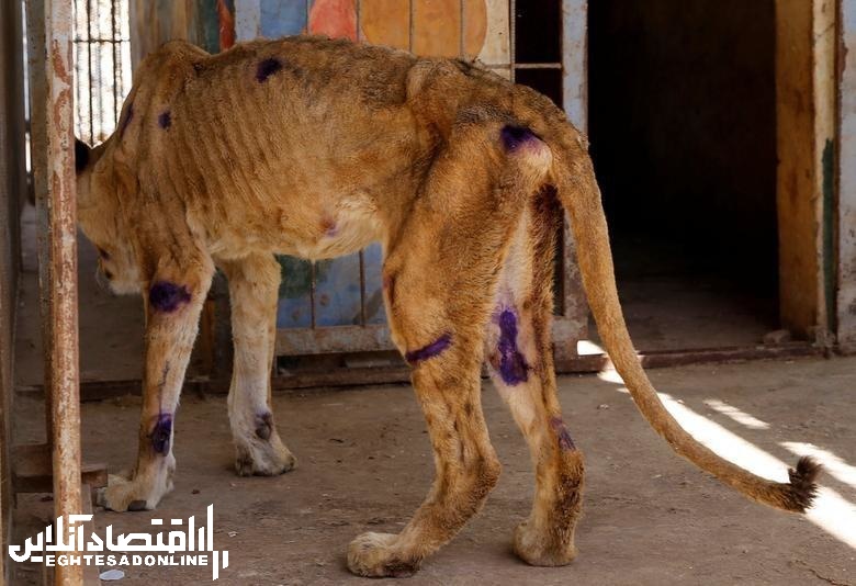 وضعیت اسفناک شیرهای نادر آفریقایی در سودان +عکس