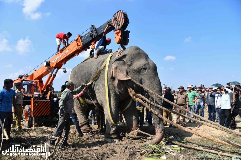 دستگیری فیل قاتل +عکس
