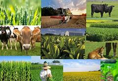 شاخص قیمت تولیدکننده زراعت و باغداری ٧٩.٧درصد افزایش یافت