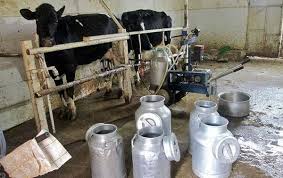 دامداران در انتظار افزایش 22.5درصدی نرخ شیر خام