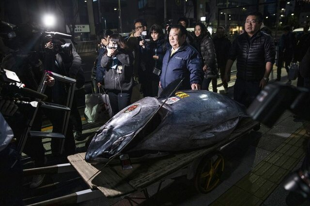 رکورد گران‌ترین ماهی دنیا شکسته شد
