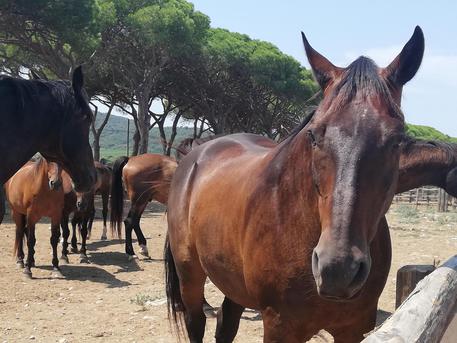 اروپا مشتری کشمش و قزل آلای ایران/ مجوز واردات اسب از ایران صادر شد