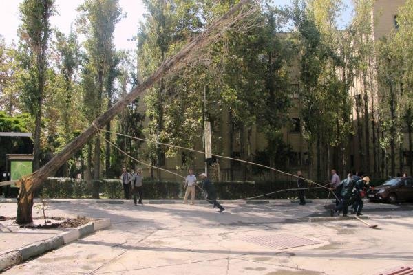 ۲۰۰ اصله درخت توسط یک دستگاه دولتی قطع شده است / سوءاستفاده از تعطیلات نوروز برای دهن کجی به طبیعت!