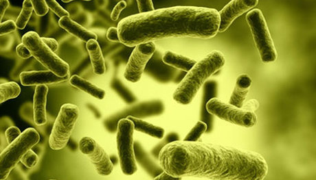 کشف مقاوم‌ترین باکتری جهان 