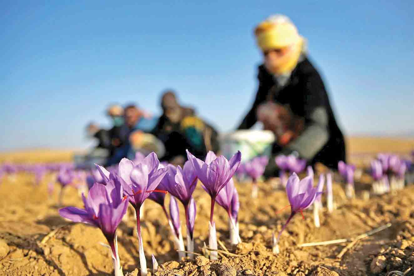 نرخ خرید زعفران از کشاورزان ۲۰میلیون تومان است