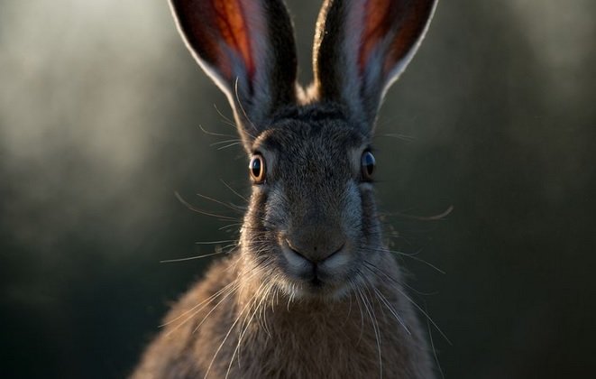رویارویی خرگوش با دوربین +عکس