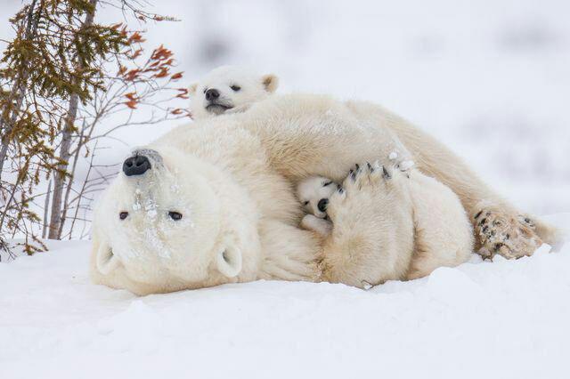 خرس قطبی مادر عکس روز نشنال جئوگرافیک