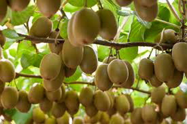 ممنوعیت صادرات کیوی به گمرک ابلاغ شد