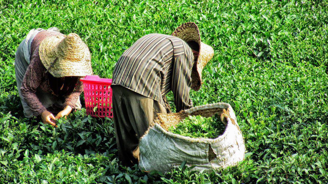 برداشت ۷۳هزار تن برگ سبز چای