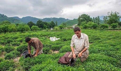 نابودی ۹۰درصدی مزارع چای مازندارن