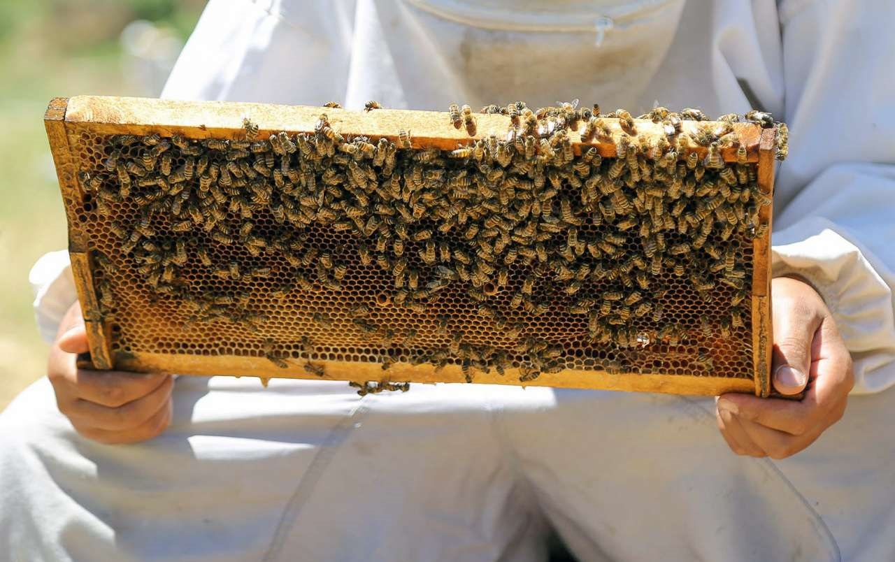 راه تشخیص عسل تقلبی چیست؟