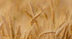گندم در بازار جهانی گران تر شد