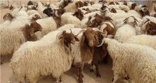 عرضه گوسفند کم نیست؛ دلالان عامل گرانی شدند