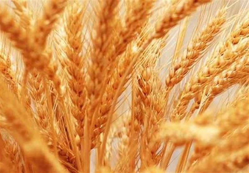 شرایط اقلیمی خرید گندم را ۷درصد کاهش داد