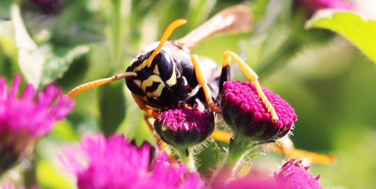 دنیا بدون زنبورها ۴سال دوام می‌‌آورد