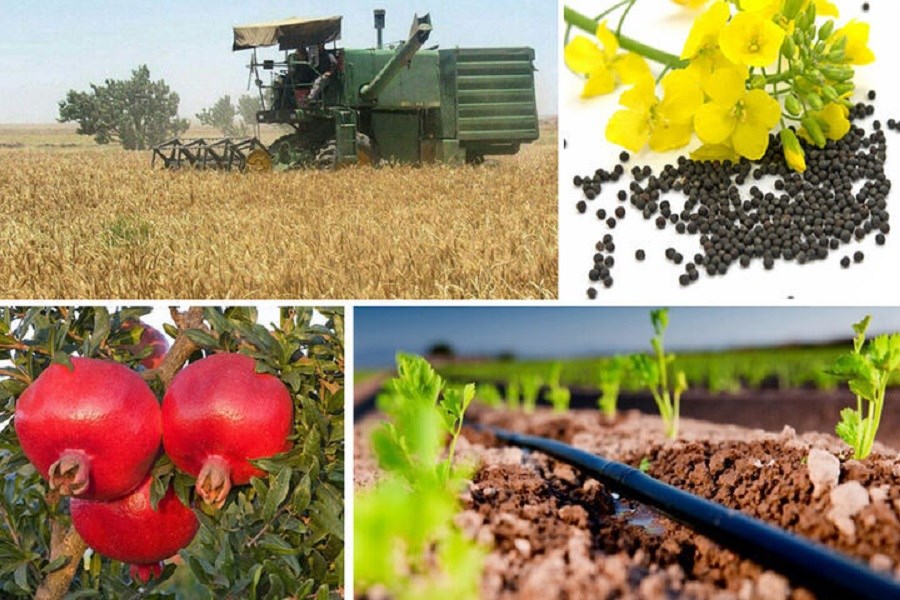 دلیل ممنوعیت واردات محصولات کشاورزی از سوی روسیه اعلام شد