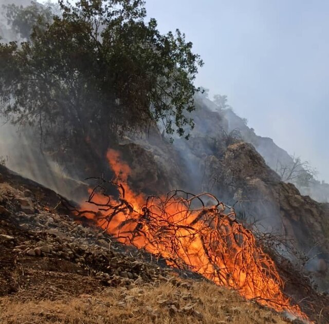 جنگل‌های گچساران در آتش سوخت