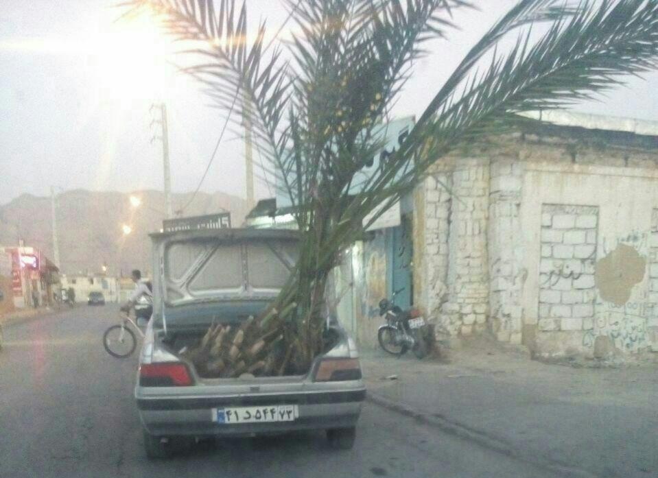 حمل درخت نخل با پژو +عکس