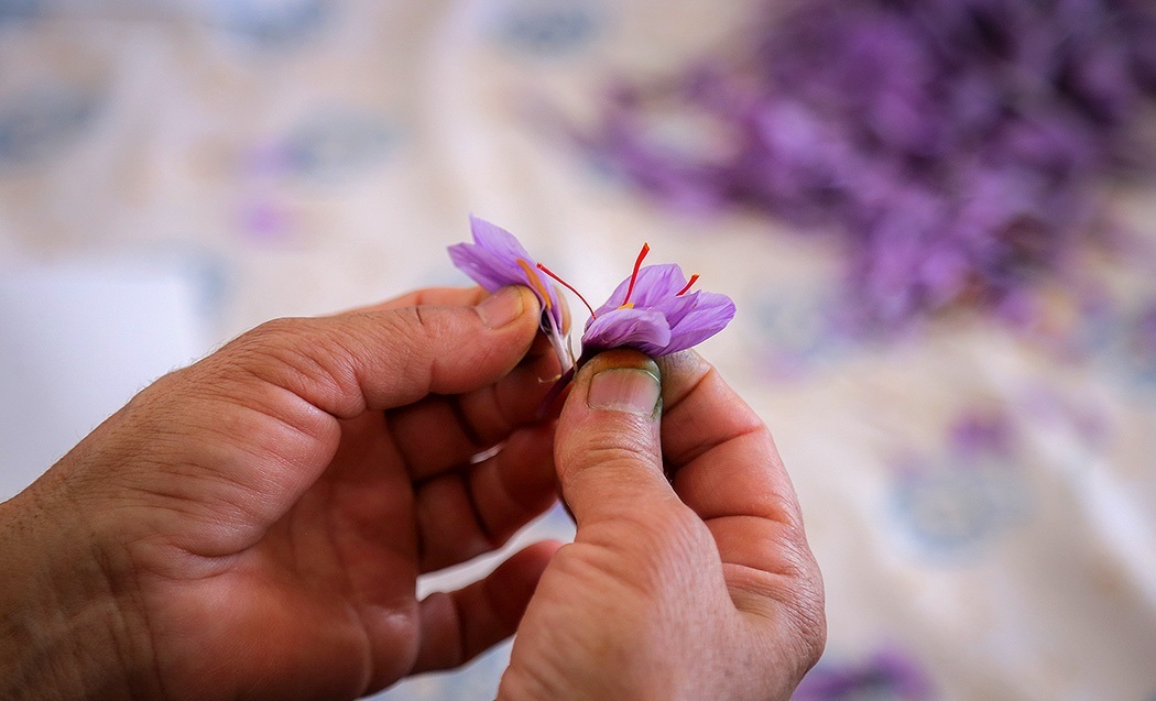 هر کیلو زعفران ۱۱۰هزار دلار درآمد ارزی برای کشور دارد