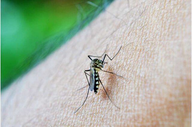 قربانیان مالاریا در سال ۲۰۲۰ در جهان افزایش یافت