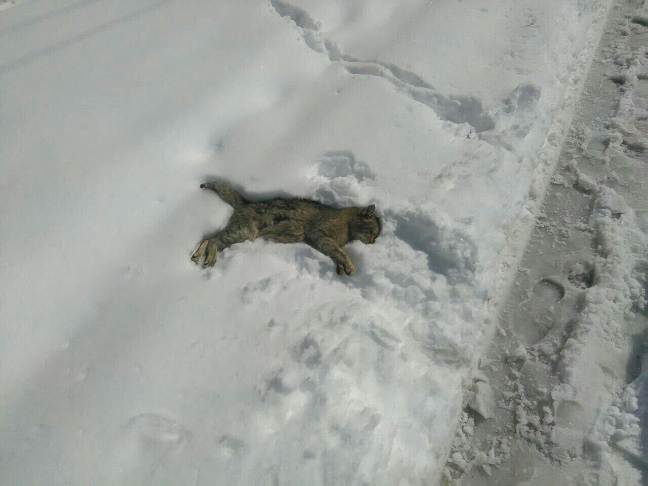 مرگ غم انگیز گربه در سرمای شدید فیروزکوه +عکس