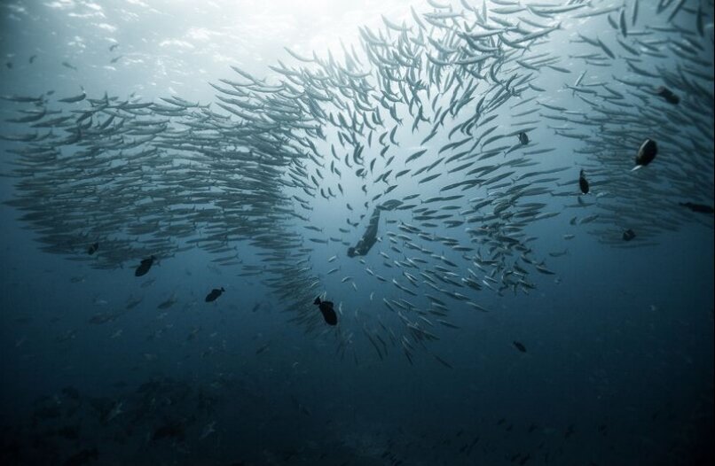 شنای جسورانه در میان جانداران دریایی +عکس