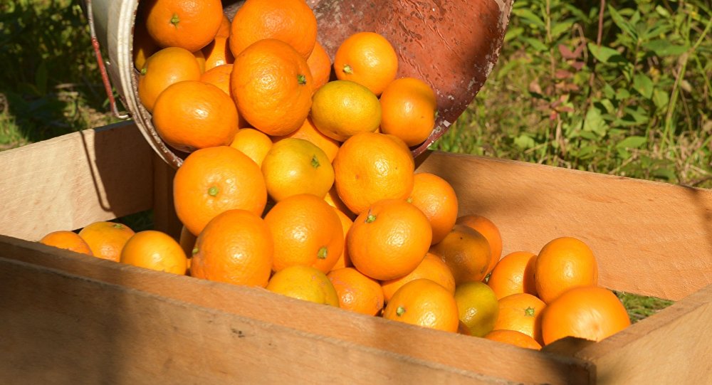 خوردن چند عدد نارنگی مفید است؟