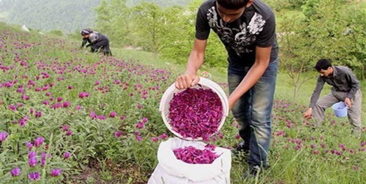 خبر خوش برای کشاورزانی که گیاهان دارویی می‌‌کارند