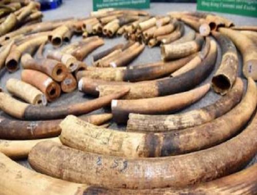 کشف محموله ۷ تنی عاج فیل در هنگ کنگ