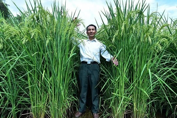پرورش برنج ۲ متری در چین +عکس 