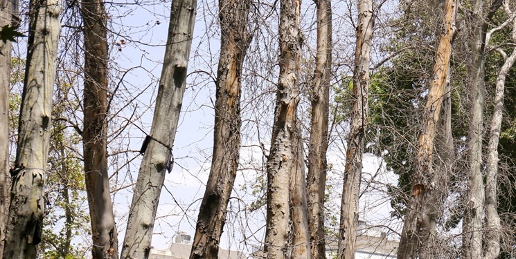 جریمه سه میلیاردی خشکاندن درختان یکی از خیابان های نیاوران