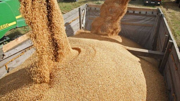 تقاضای دامداران برای خرید نان خشک افزایش یافت