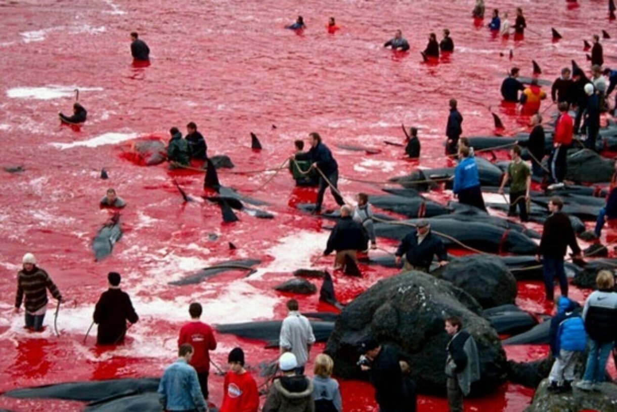 جاری شدن دریای خون در پی کشتار نهنگ های جزایر فارو +فیلم 