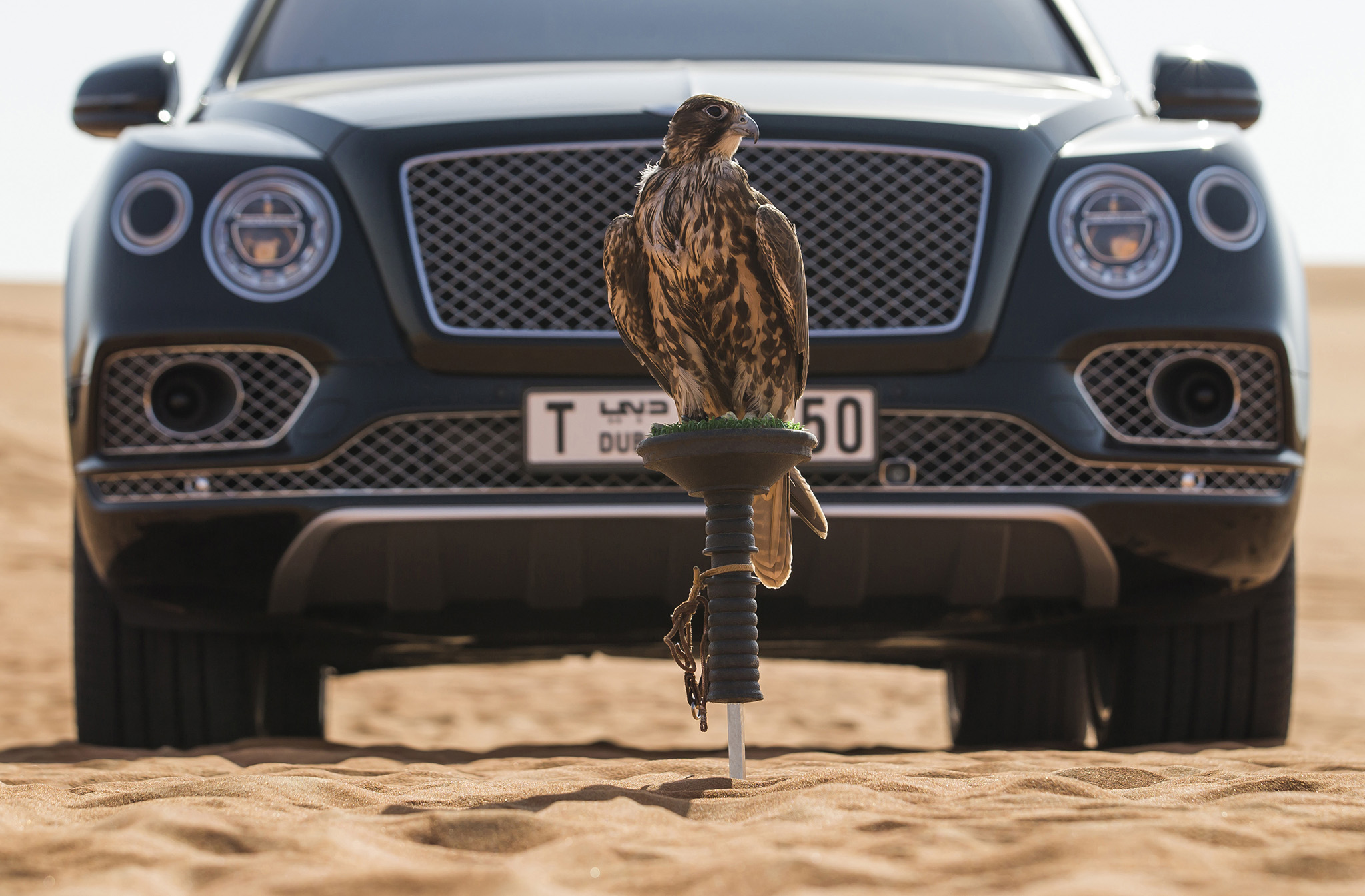 خودروی خاص بنتلی برای پرندگان اشرافی +عکس