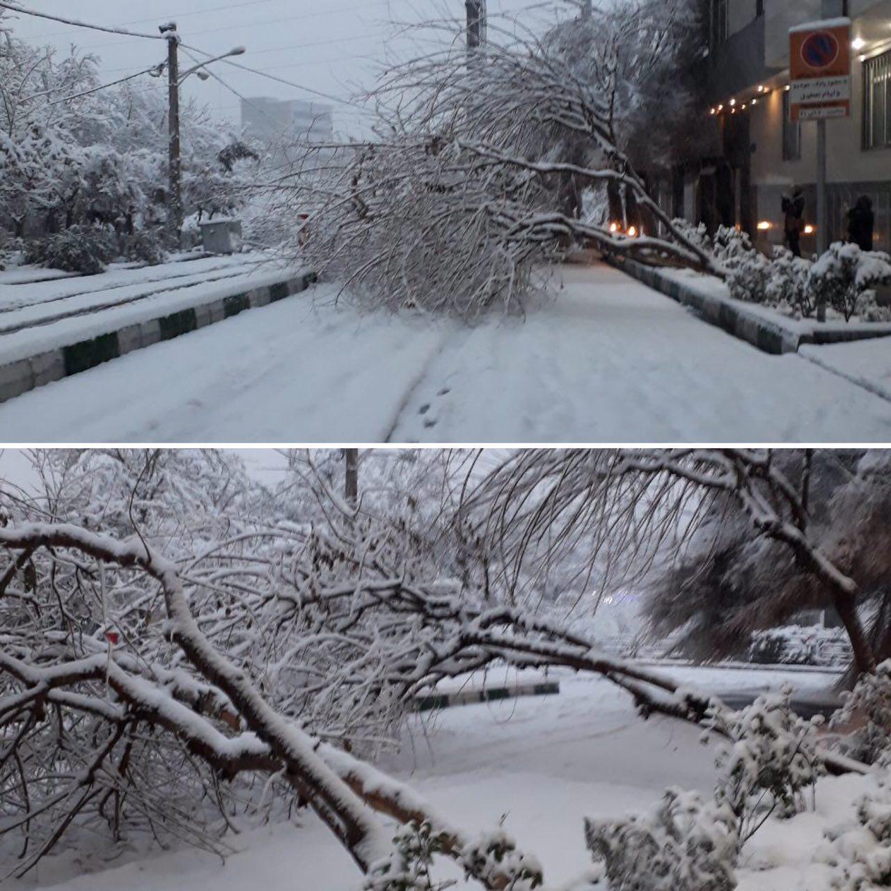 شکستن شدن درختان بر اثر بارش برف شدید +عکس