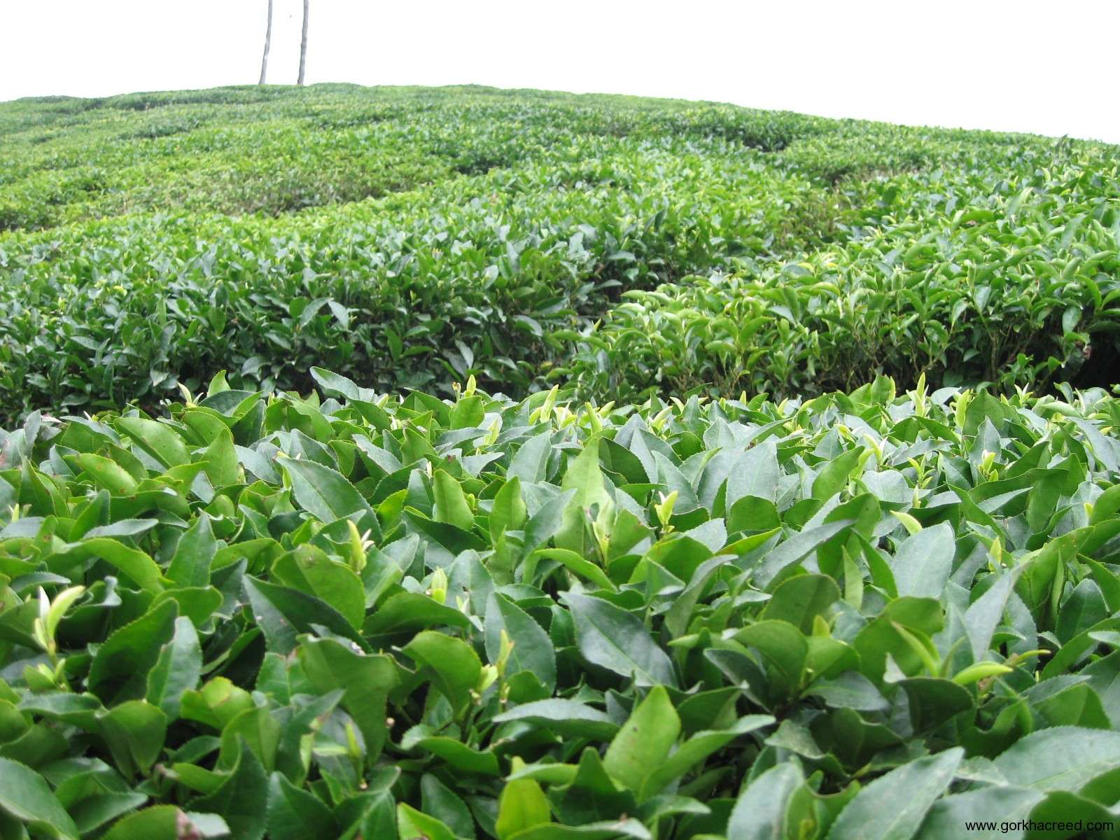 تولید ۱۷هزار تن چای در کشور